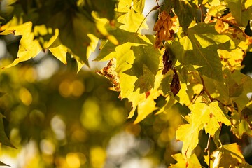 Golden autumn leaves basking in sunlight, creating a warm and serene atmosphere.