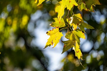 Obraz premium Close-up of green and yellow autumn leaves on a tree branch with a blurred background
