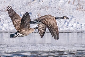 Canada geese pair in flight above winter frozen river 1