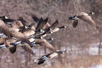 Obraz premium Canada geese skein flying against trees 1