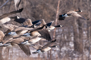 Canada geese skein flying against trees 2