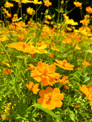 キバナコスモスの群生