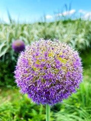 色鮮やかなアリウム