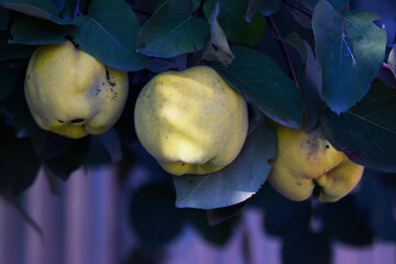 quince fruits