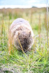 The Gentle Giant: A Close-Up of a Wombat Grazing