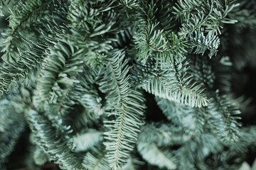 Christmas tree branches