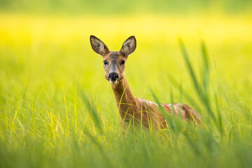 European roe deer (Capreolus capreolus) Roe deer - goat