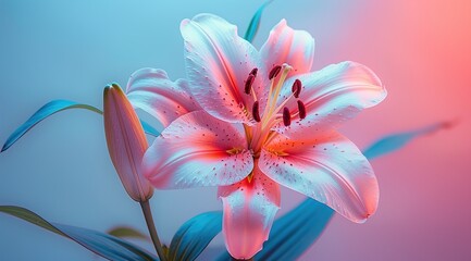 Pink lily flower isolated on gradient pink and blue background 