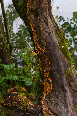 Tree trunk with yellow fungi and moss by the water