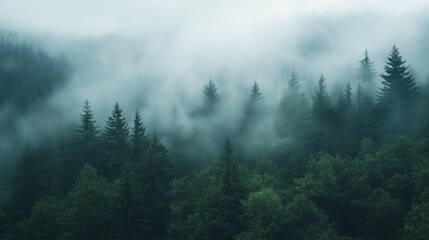 Misty forest morning with dense fog over pine trees