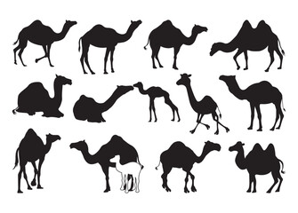 Camel vector bundle, Camel clipart, Camel silhouette.	