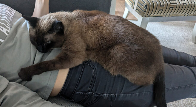 A siames cat is lying on a women's belly