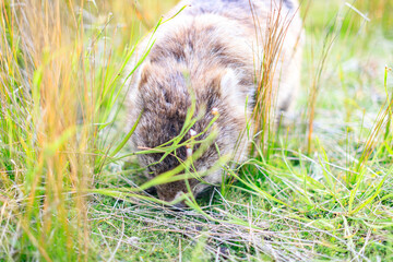 The Gentle Giant: A Close-Up of a Wombat Grazing