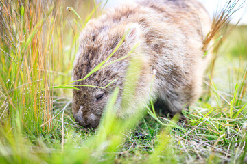 The Gentle Giant: A Close-Up of a Wombat Grazing