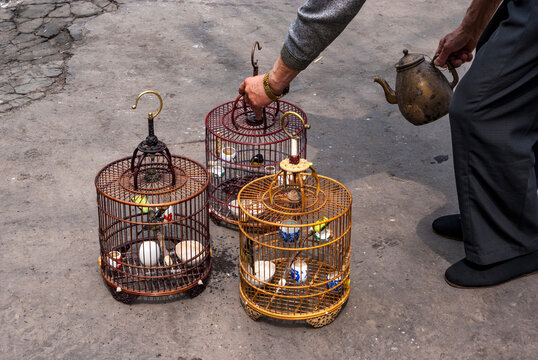 Chinese man waters his caged brids in Xi'An, Shaanxi, China, Asia