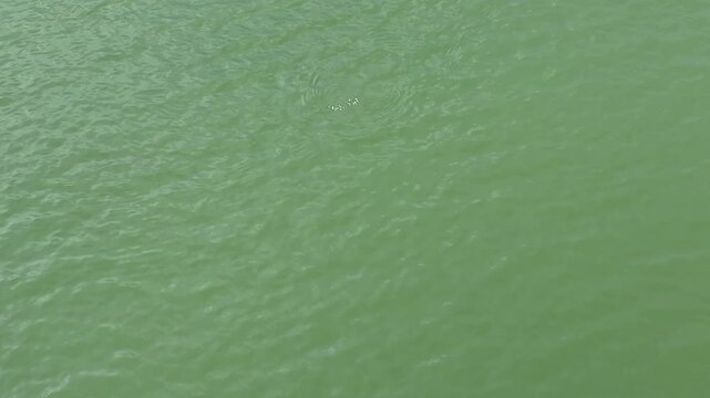 Yangtze Finless Porpoise