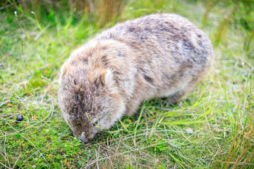 Wombat Grazing Peacefully in Its Natural Habitat, Wildlife Walk, Wilson Prom, Australia