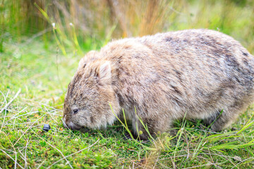 Wombat Grazing Peacefully in Its Natural Habitat, Wildlife Walk, Wilson Prom, Australia