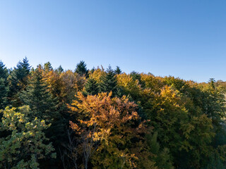 Beautiful autumn foliage with vibrant colors against a clear blue sky, showcasing nature's seasonal transformation.