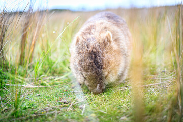 The Gentle Giant: A Close-Up of a Wombat Grazing