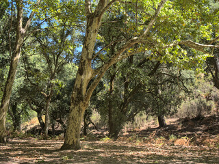 A group of trees in Mafra's park (Tapada de Mafra) in Mafra, Portugal.