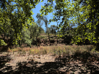 A group of trees in Mafra's park (Tapada de Mafra) in Mafra, Portugal.