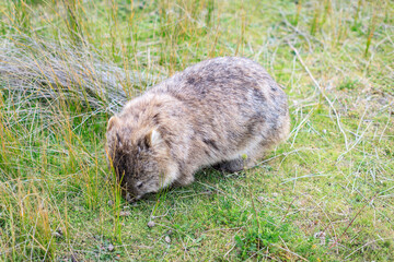 Wombat Grazing Peacefully in Its Natural Habitat, Wildlife Walk, Wilson Prom, Australia