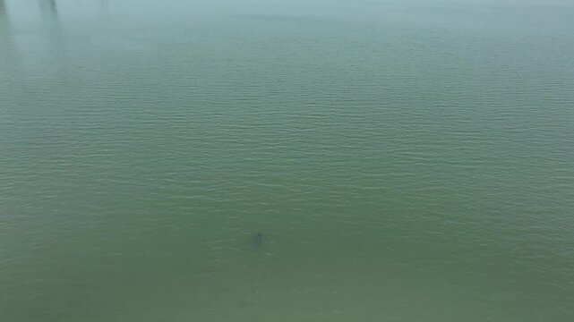 Yangtze Finless Porpoise