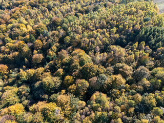 Aerial view of a vibrant autumn forest showcasing a rich palette of colorful leaves. Perfect for nature enthusiasts and seasonal themes.