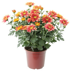 Vibrant floral arrangement of multicolored chrysanthemums and daisies in a potted plant  creating a beautiful and eye catching centerpiece or for the home or table  The bright