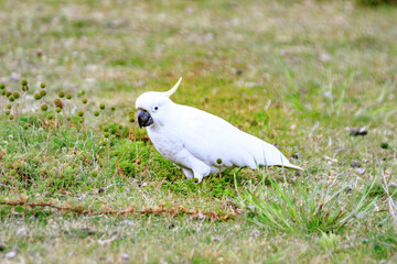 A Sulphur-Crested Cockatoo Foraging in a Lush Green Field