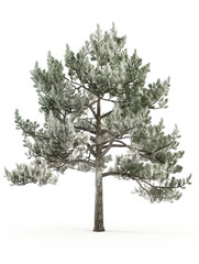 3D pine white background