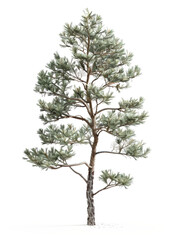 3D pine white background