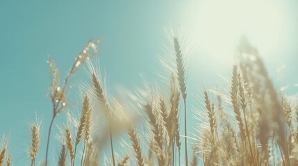 Golden Wheat Field Under Clear Blue Sky