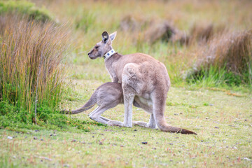 Kangaroo with Joey in Grassy Habitat Feeding, Wilson Prom, Australia