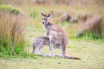 Kangaroo with Joey in Grassy Habitat Feeding, Wilson Prom, Australia