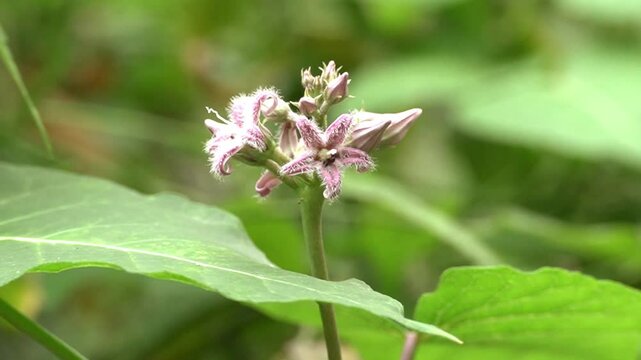 Beautiful plants in nature