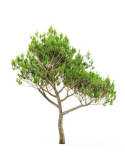 3D pine white background