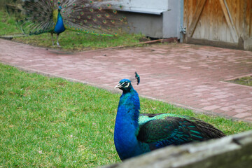 Obraz premium Peacocks on the lawn