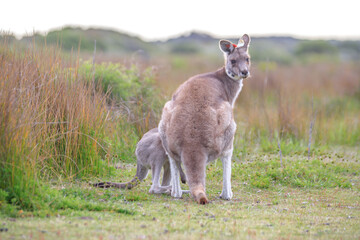 Kangaroo with Joey in Grassy Habitat Feeding, Wilson Prom, Australia