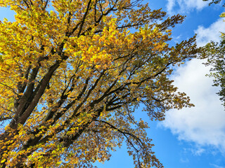 A beautiful tree with golden leaves against a blue sky, embodying the essence of autumn. The vibrant colors and clear weather create a stunning natural backdrop.