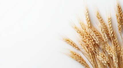 A captivating display of unhusked wheat grains rests on a smooth white background.