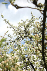 White cherry blossom flowers on the tree