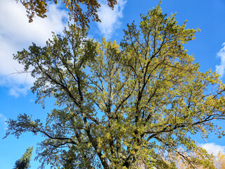 A vibrant tree reaching towards the blue sky, showcasing its lush green leaves against the backdrop of fluffy white clouds. A perfect representation of nature's beauty.