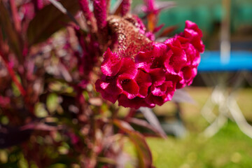 Close-up photo of red cockscomb flowers in bloom