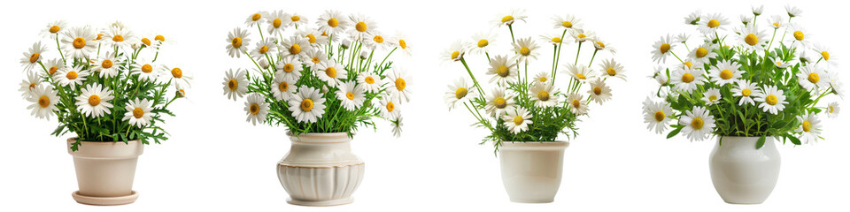 Vibrant Bouquet of White Daisies in Ceramic Vase Capturing Spring s Essence with their Delicate Petals and Lush Greenery Exuding a Serene and Picturesque Ambiance