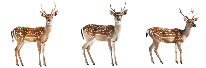Graceful and elegant deer standing in a tranquil forest landscape  This image showcases the natural beauty and serenity of wildlife in its natural habitat
