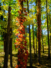 Ivy vines turning red in the ginkgo forest in autumn