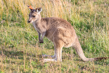 A Curious Encounter: A Kangaroo Poses in the Australian Outback, Wilson Prom, Australia