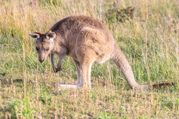 A Curious Encounter: A Kangaroo Poses in the Australian Outback, Wilson Prom, Australia